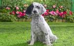 English Setter