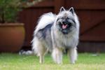 Keeshond