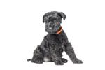 Kerry Blue Terrier