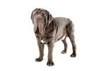 Napoliten Mastiff