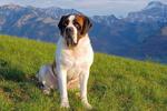 Saint Bernard