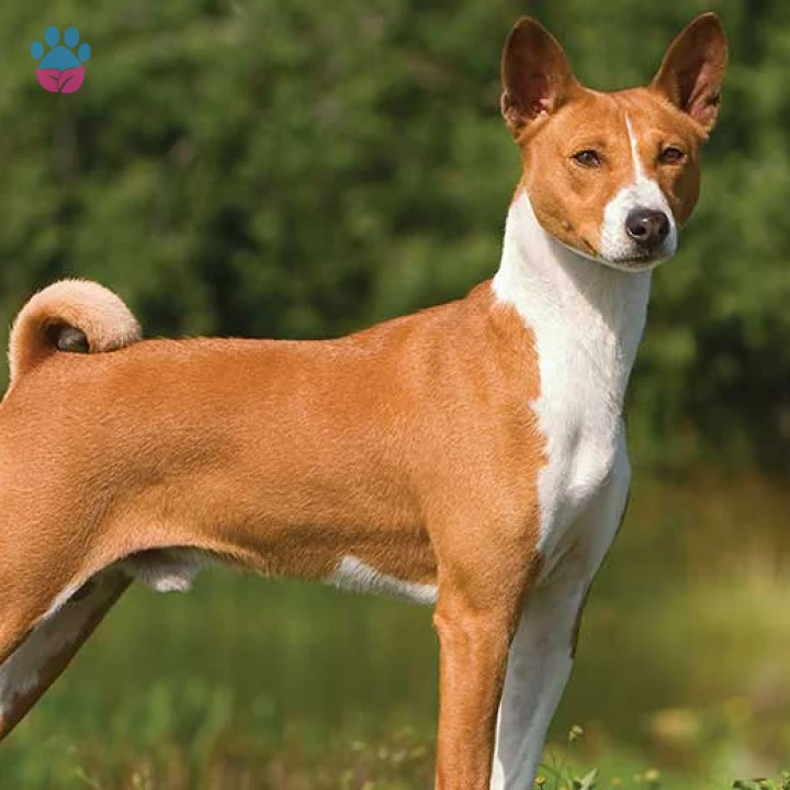 Basenji