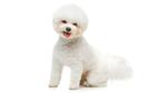 Bichon Frise