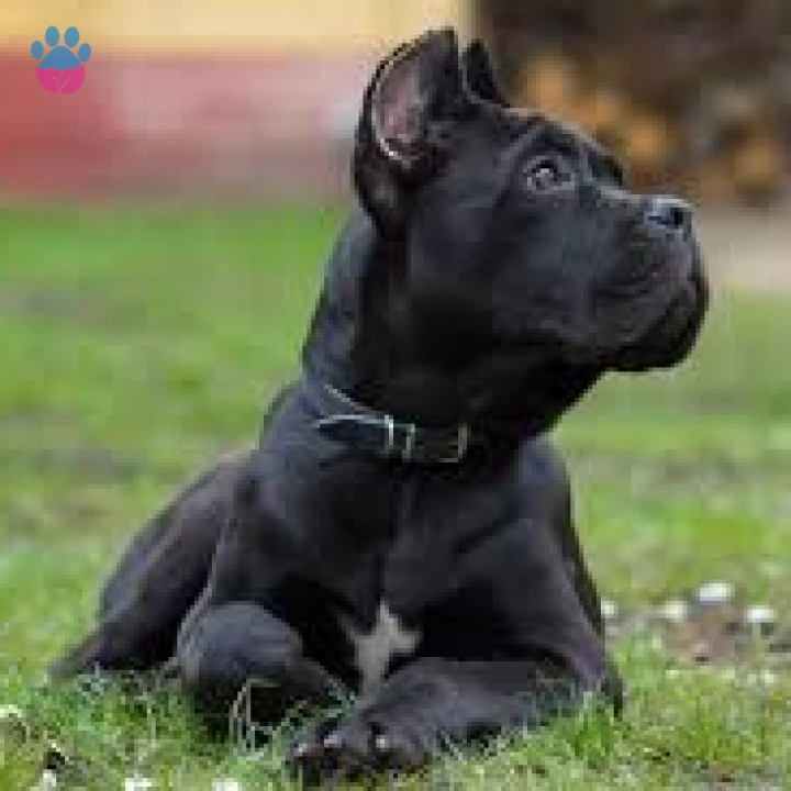 Cane Corso