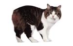 American Shorthair