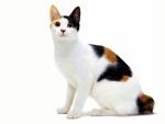 Japanese Bobtail