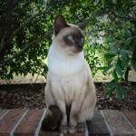 Tonkinese