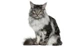 Maine Coon