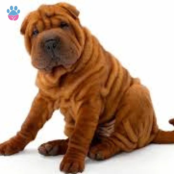 Çin Shar Pei Köpek Irkı