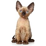 Devon Rex