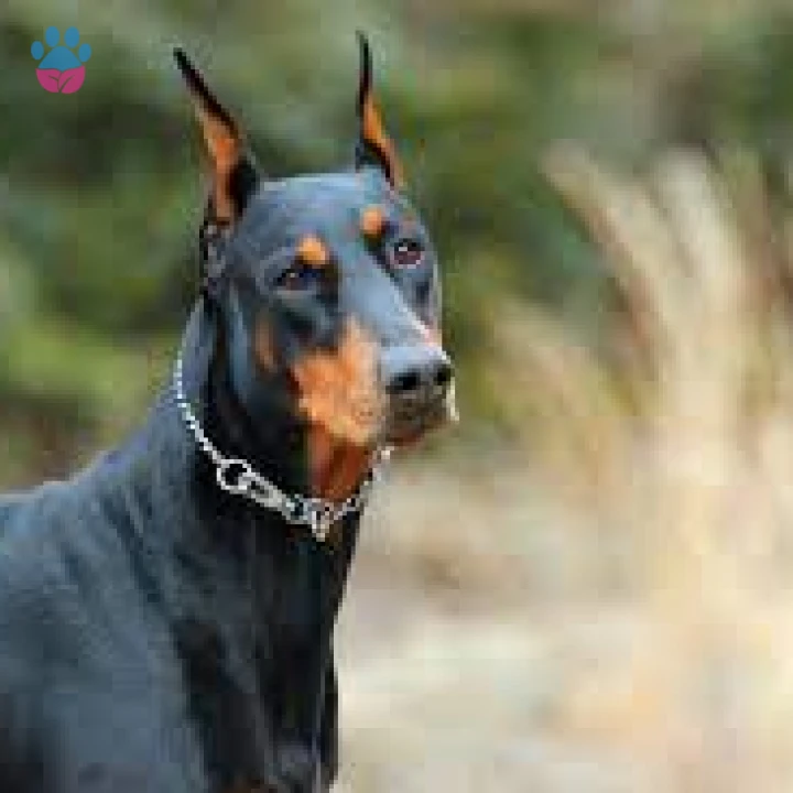 Doberman