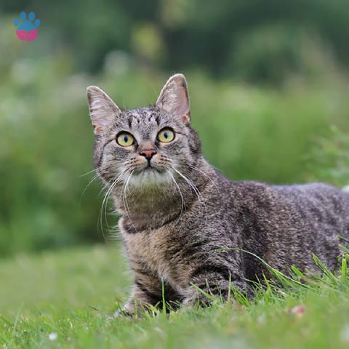 European Shorthair