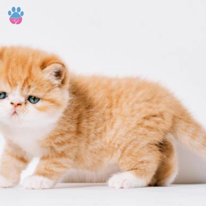 Exotic Shorthair