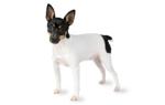 Toy Fox Terrier