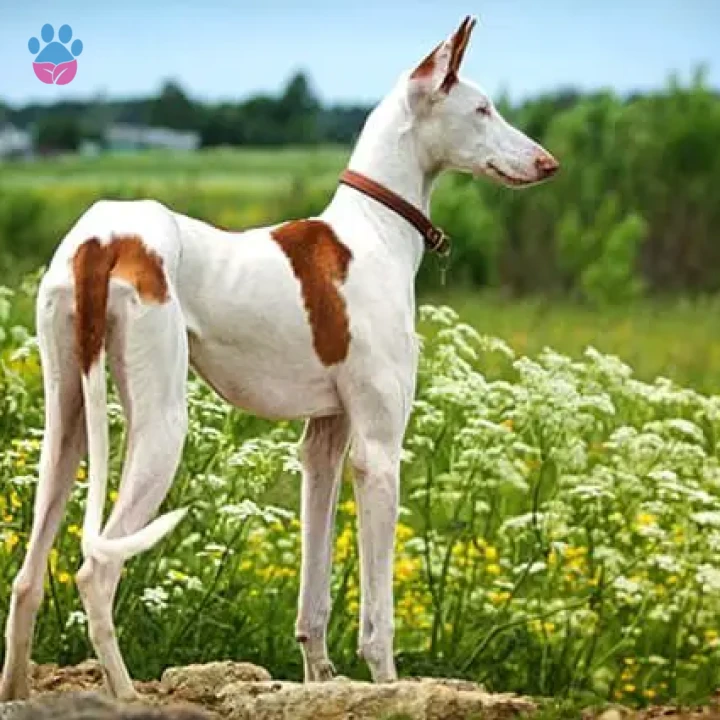 İbizan Hound