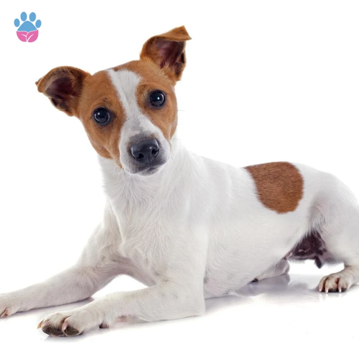 Jack Russell