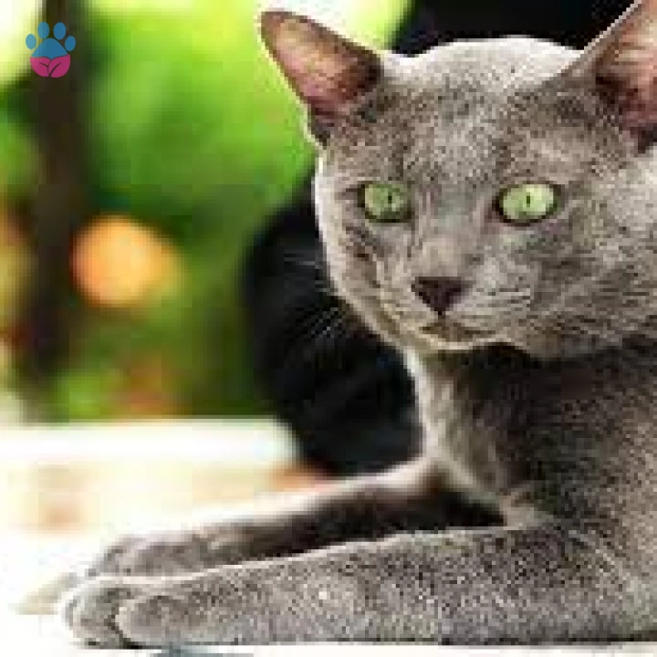 Korat