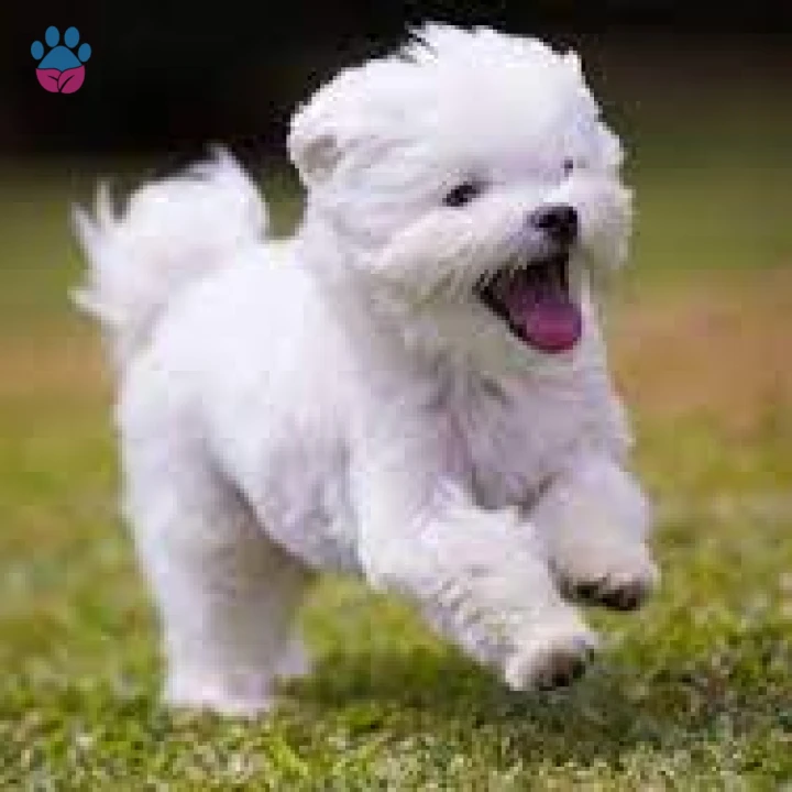 Maltese Terrier