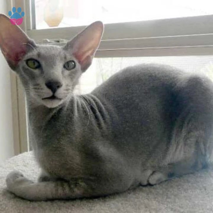 Peterbald