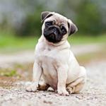 Pug