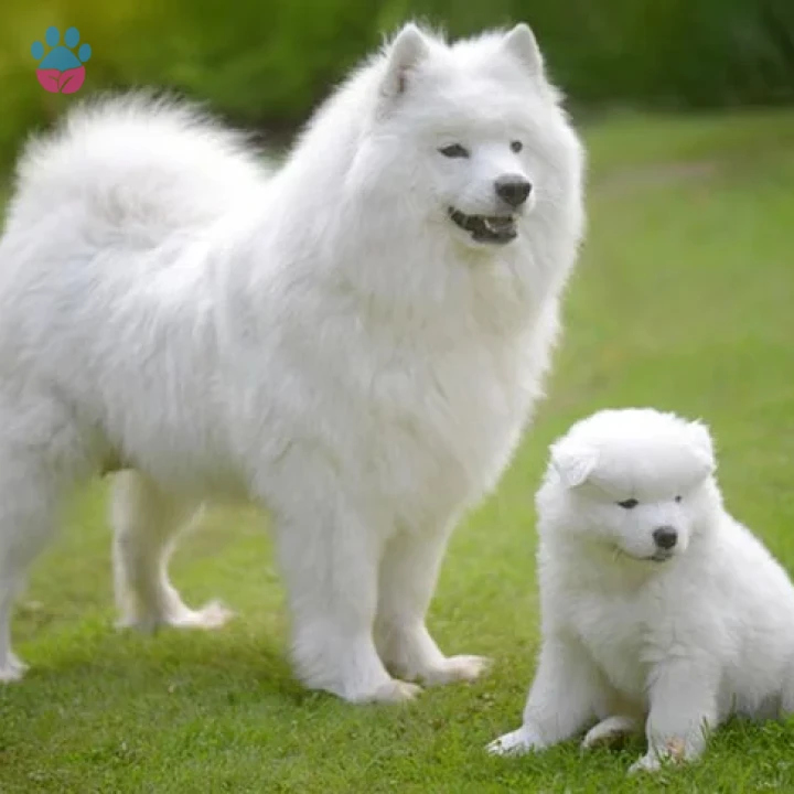 Samoyed