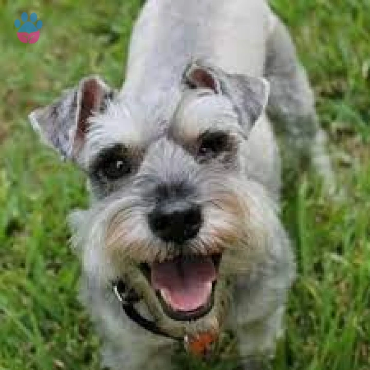 Schnauzer