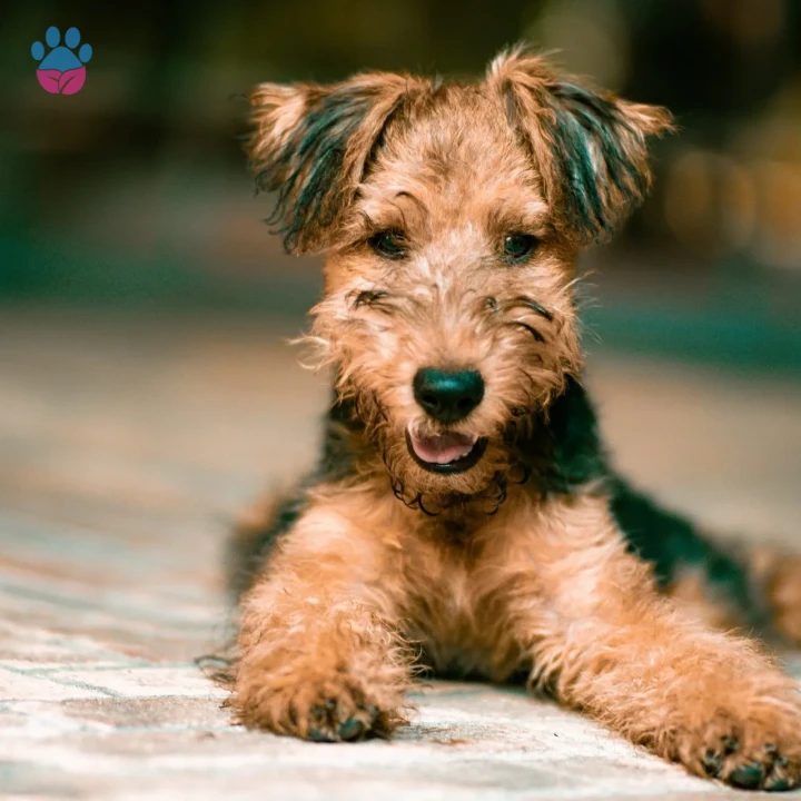 Terrier Airedale