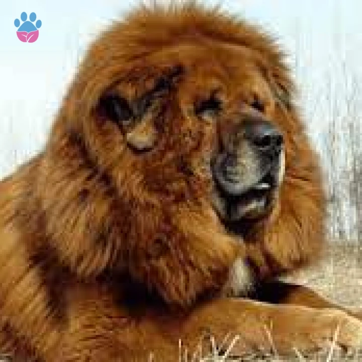 Tibet Mastifi