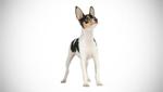 Fox Terrier