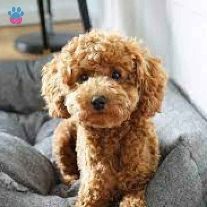 Toy Poodle