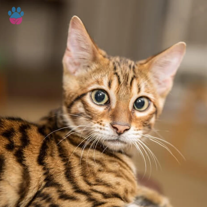 Toyger