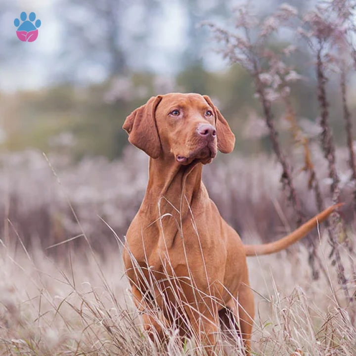 Vizsla