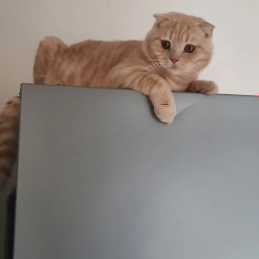  2leo
