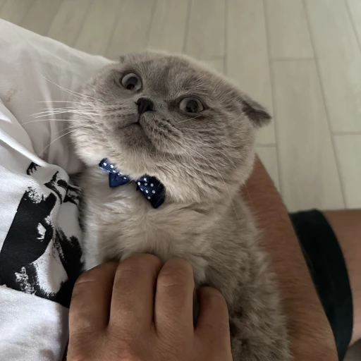  boru