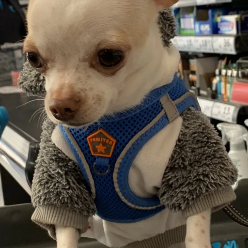  boss-sivava