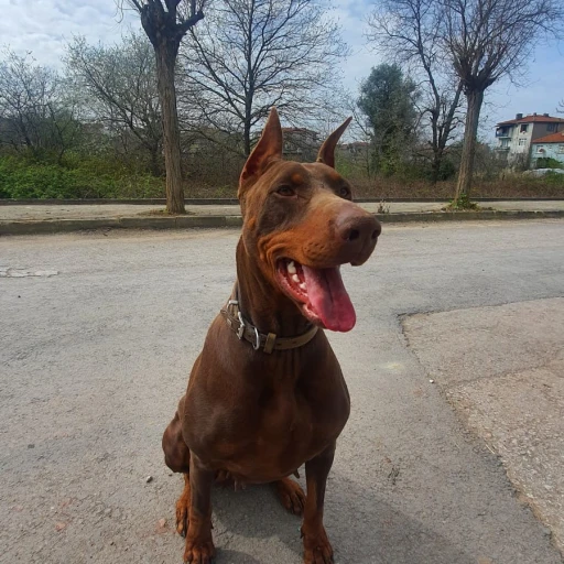 doberman