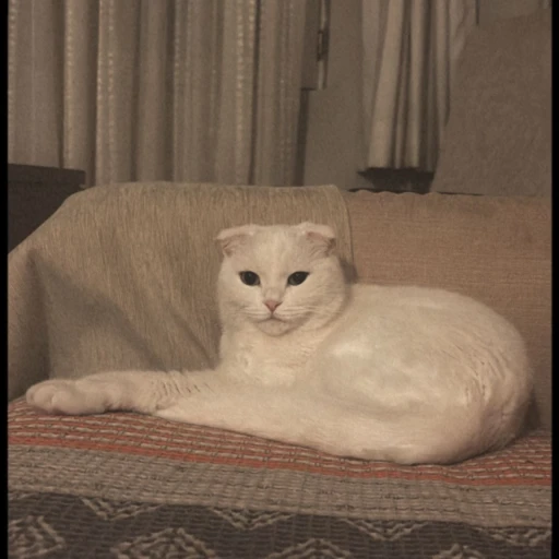  farahelif