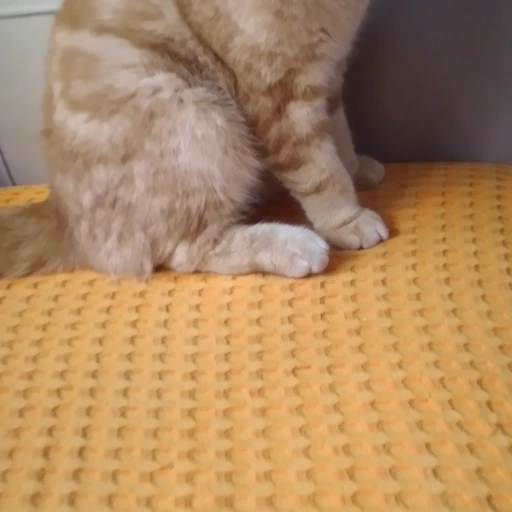  gorko