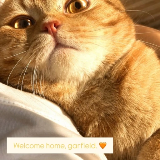  gorko