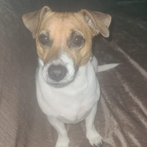 jack-russell
