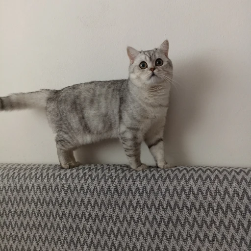 jazgul