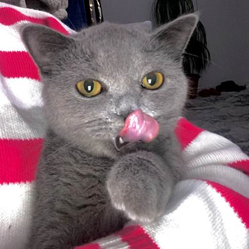 lindamii