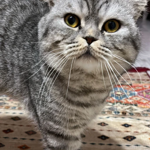 onurturan