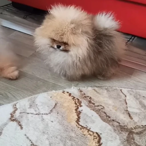 pomboo