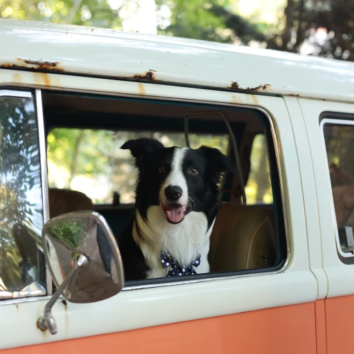 sircollie