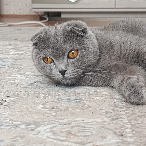  skutuskz