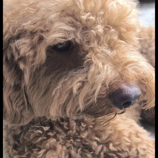  toypoodle27