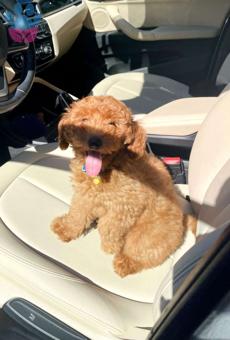 Sağlık Garantili Teacup Red Poodle Yavrularımız