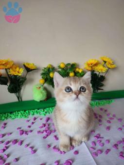 Muhteşem British Shorthair Golden Ny25 Yavrular