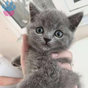 Harika Güzellikteki Yavru Gri British Shorthair